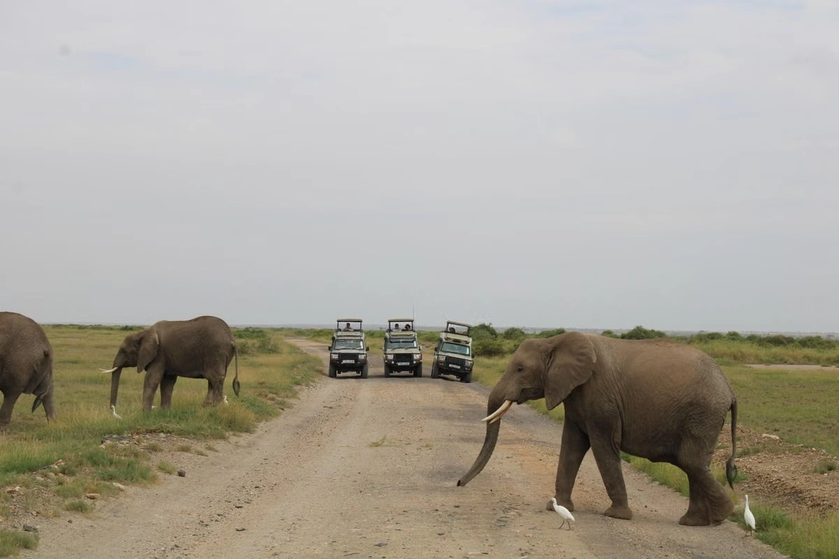 Wildlife sighting at the Amboseli National Park imgi 137 free photo of african elephants cross road on kenyan safari