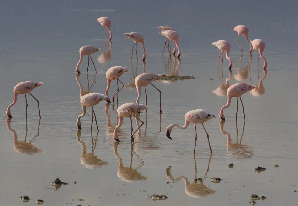 Wildlife sighting at the Amboseli National Park imgi 150 free photo of lesser flamingos wading in kenyan lake