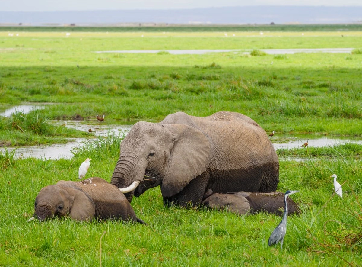Amboseli National Park