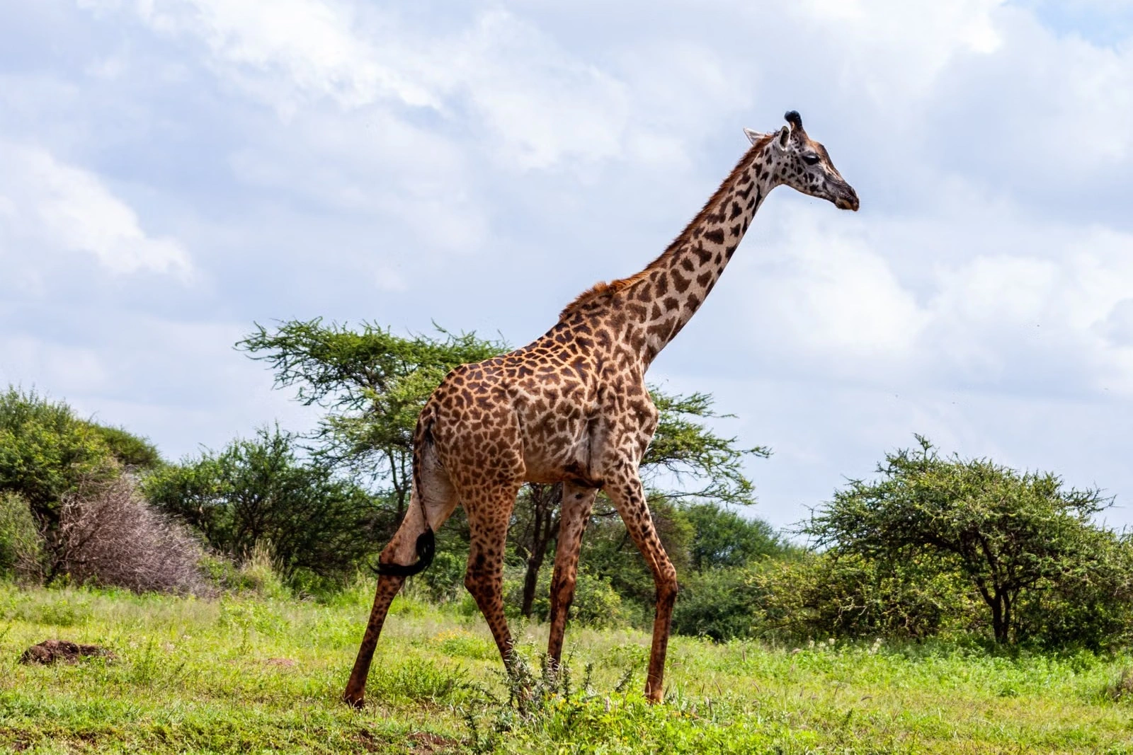 Wildlife sighting at the Amboseli National Park imgi 95 pexels photo 3529692