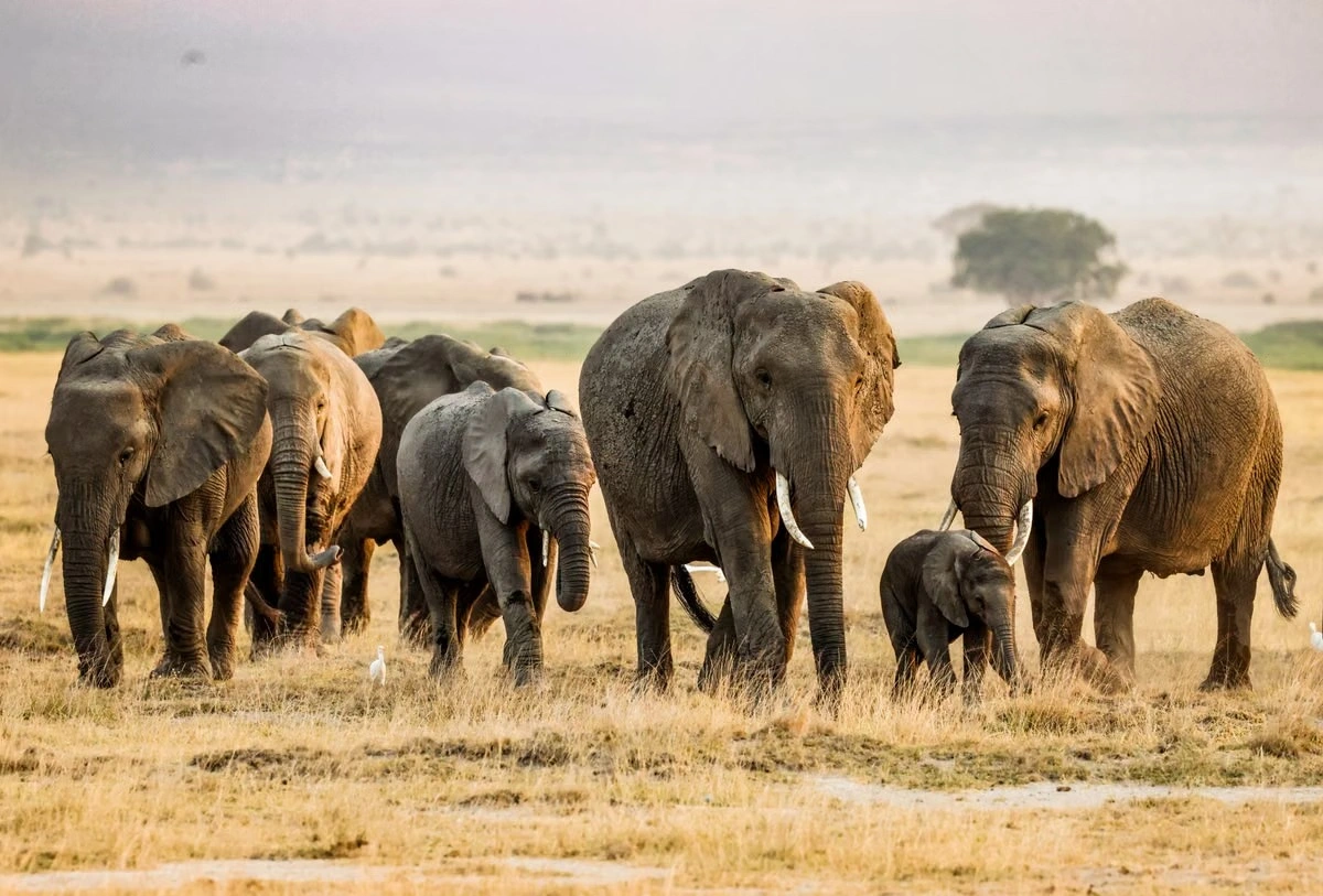 Wildlife sighting at the Amboseli National Park imgi 88 free photo of majestic elephant herd in kajiado county kenya