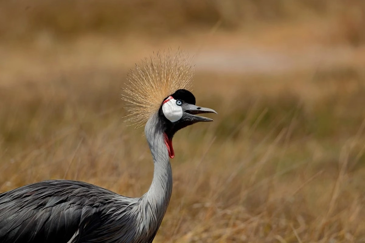 Wildlife sighting at the Amboseli National Park imgi 100 free photo of crowned crane in natural habitat kenya