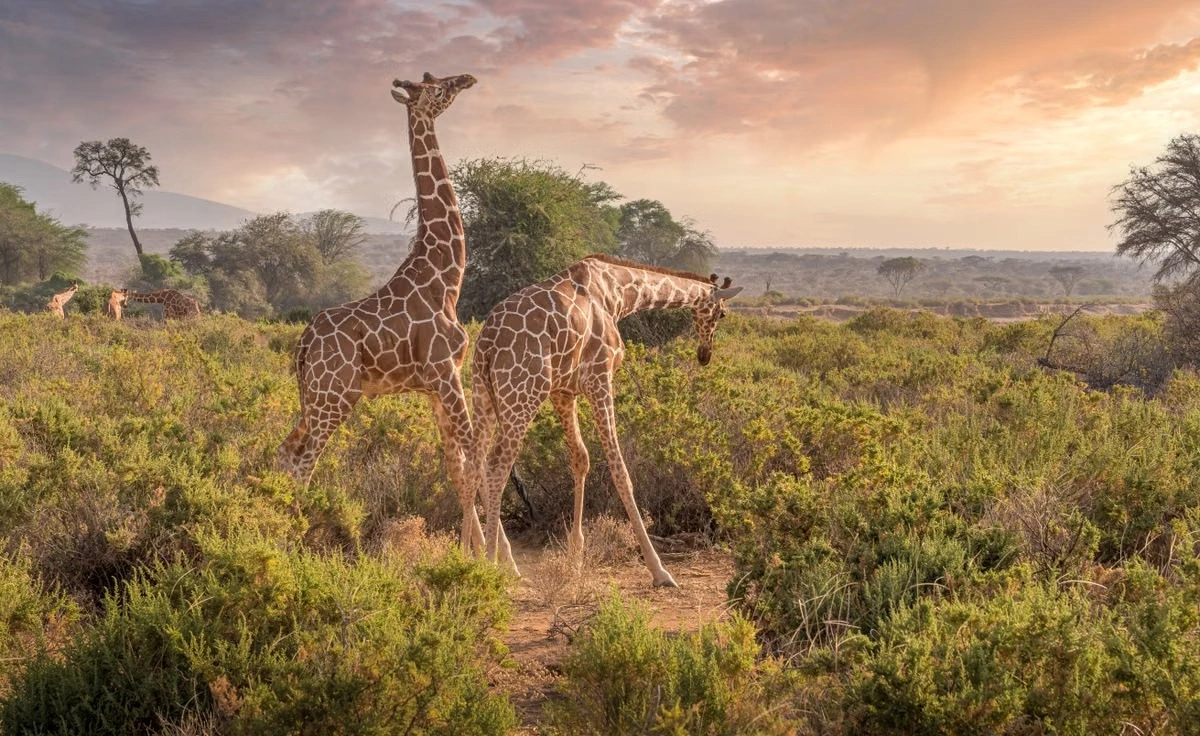 Samburu National Reserve