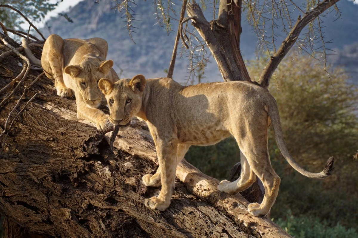 12 Days Kenya Grand Wildlife Safari: Samburu to Tsavo
