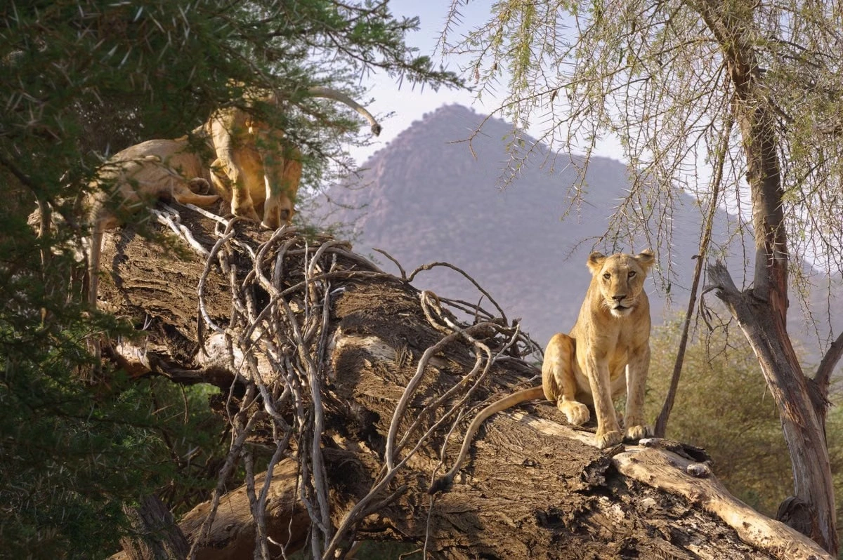 Wildlife sighting at the samburu national reserve imgi 150 free photo of lions resting on a fallen tree in samburu