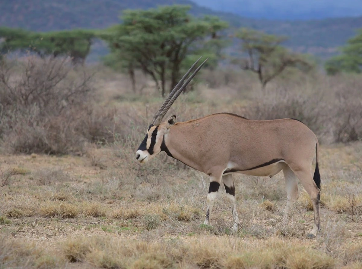 Wildlife sighting at the samburu national reserve imgi 138 free photo of a large antelope with a long horn walking in the grass