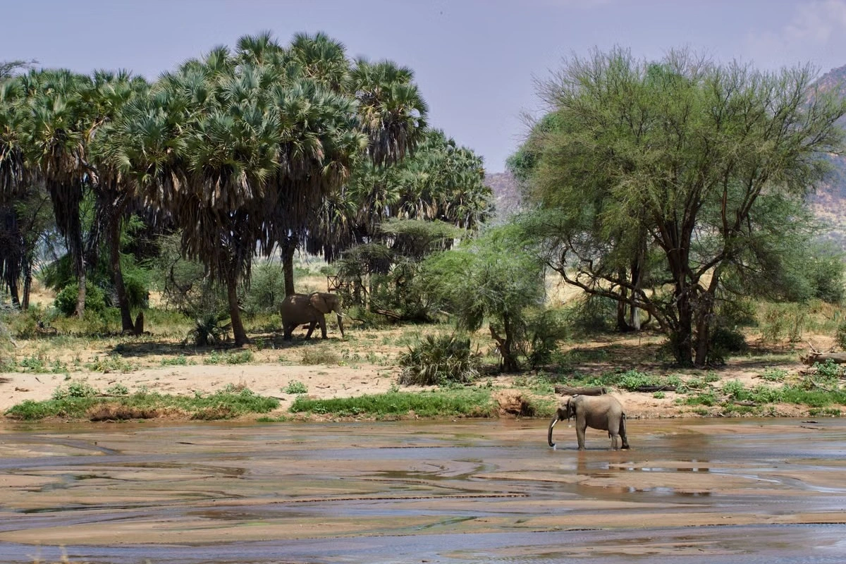 Wildlife sighting at the samburu national reserve imgi 126 free photo of elephants by river in african savannah landscape