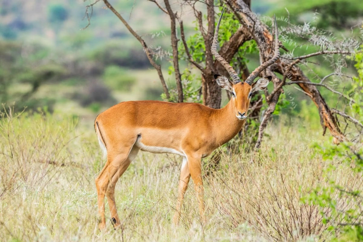 Wildlife sighting at the samburu national reserve imgi 132 pexels photo 7352715