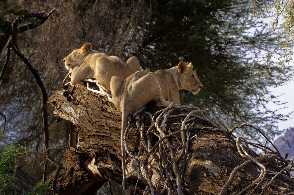 Wildlife sighting at the samburu national reserve imgi 107 free photo of lionesses relaxing on tree in samburu kenya