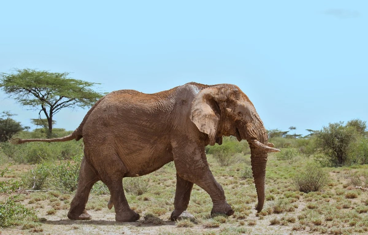 Wildlife sighting at the samburu national reserve imgi 89 free photo of side view of male african elephant walking in the wild savannah of buffalo springs n