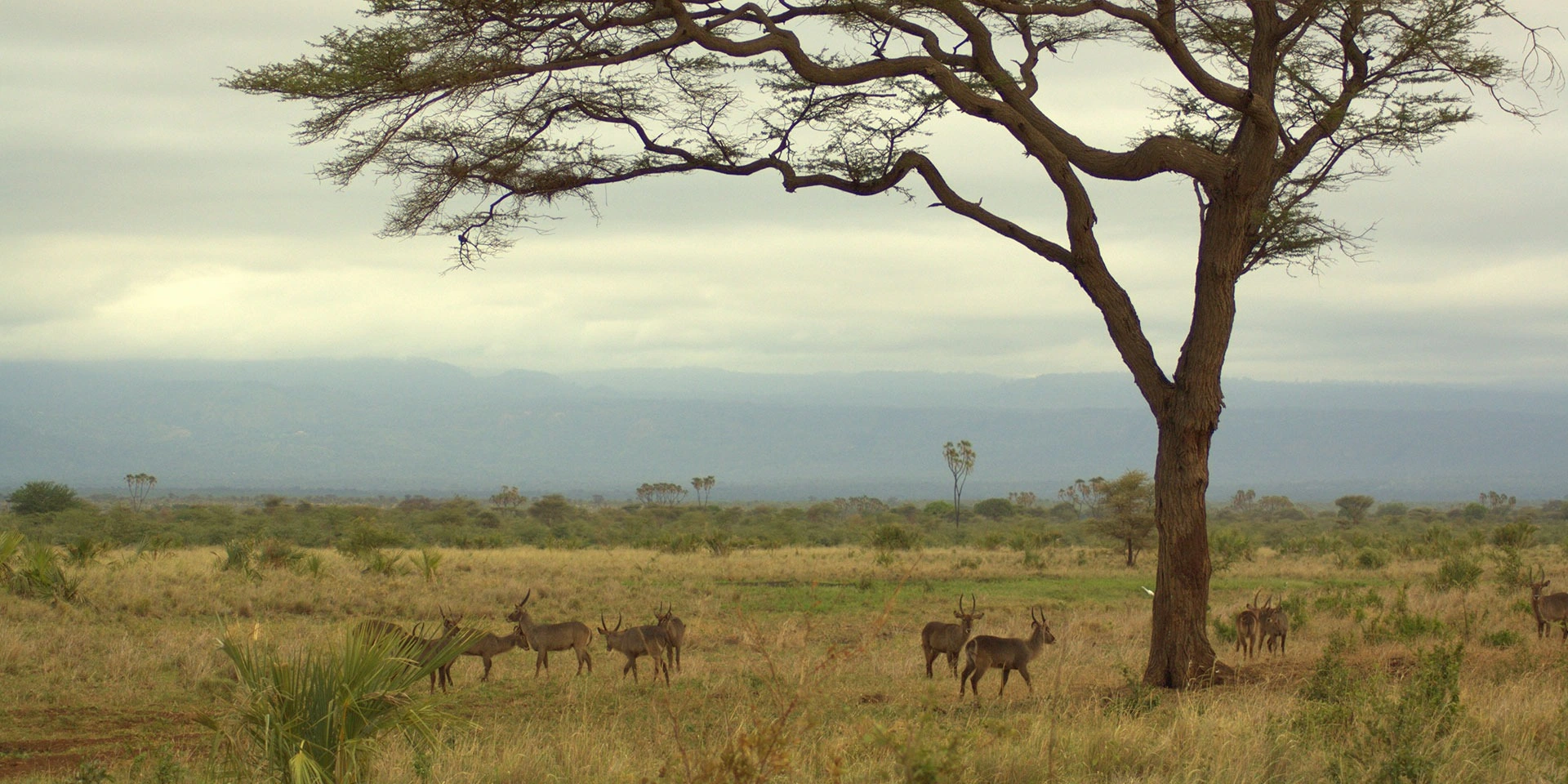 4 Days Meru National Park Wilderness Safari