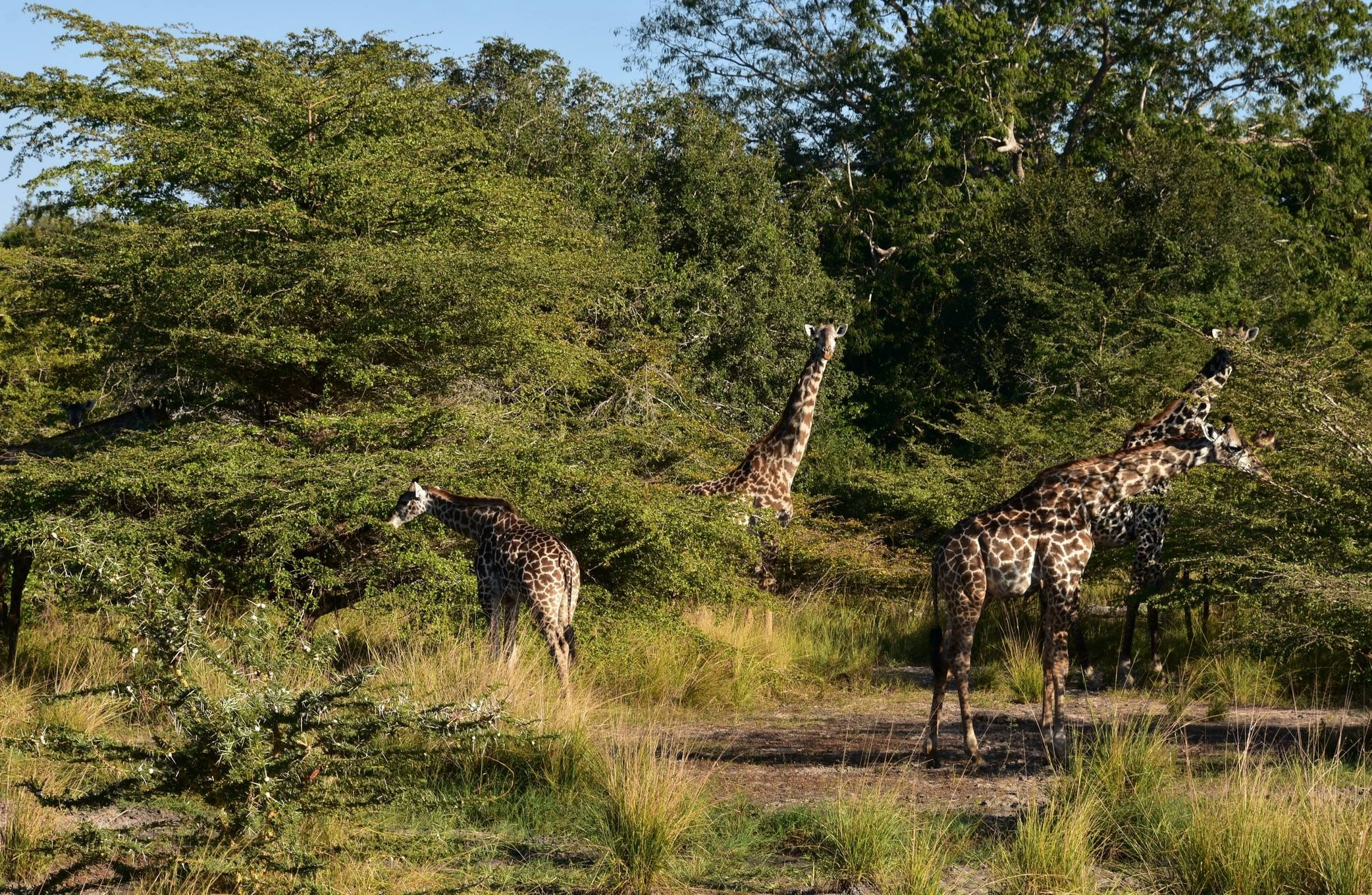 Bisanadi National Reserve