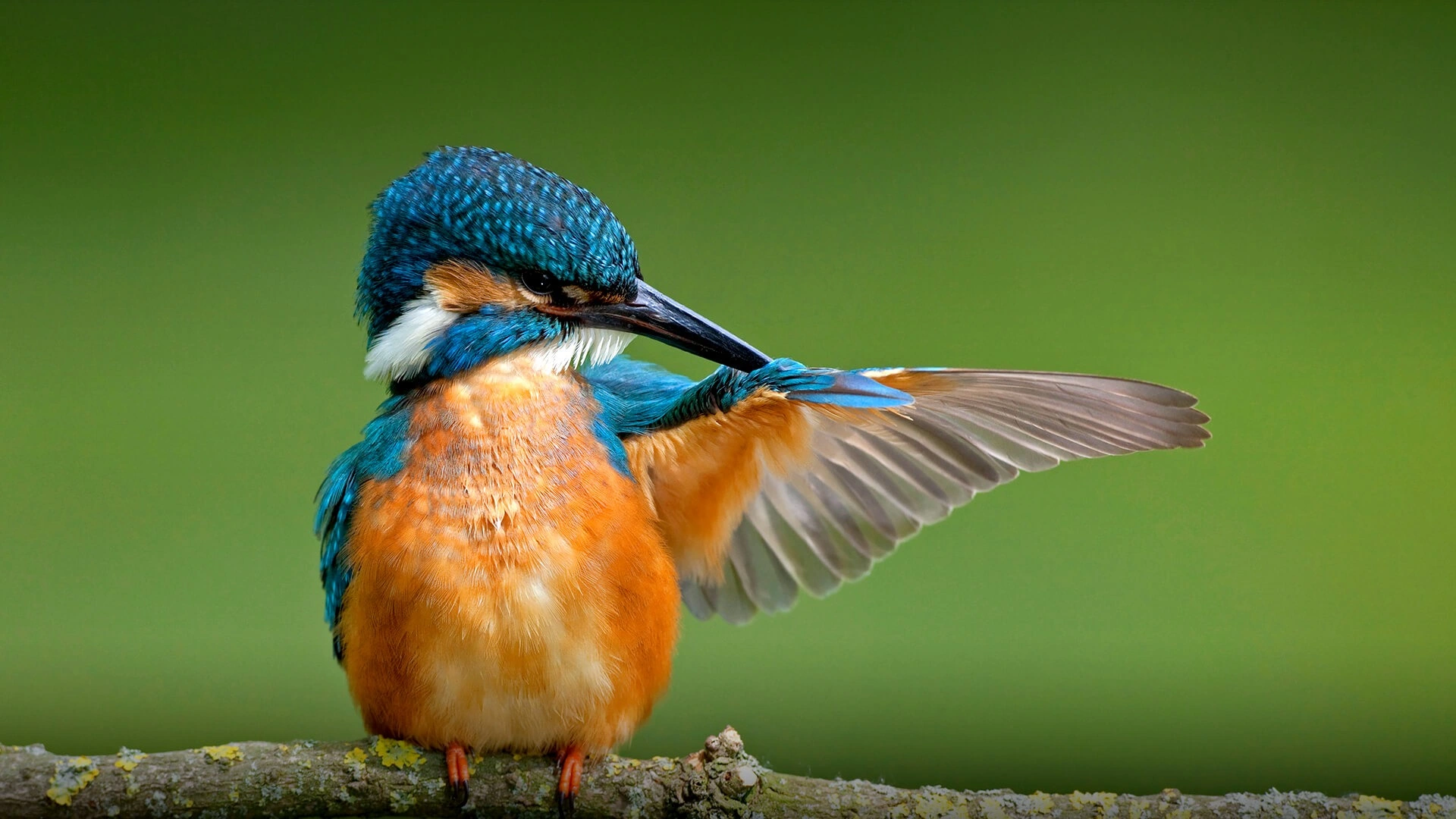 wildlife spotting at Bisanadi National Reserve imgi 151 kingfisher hero