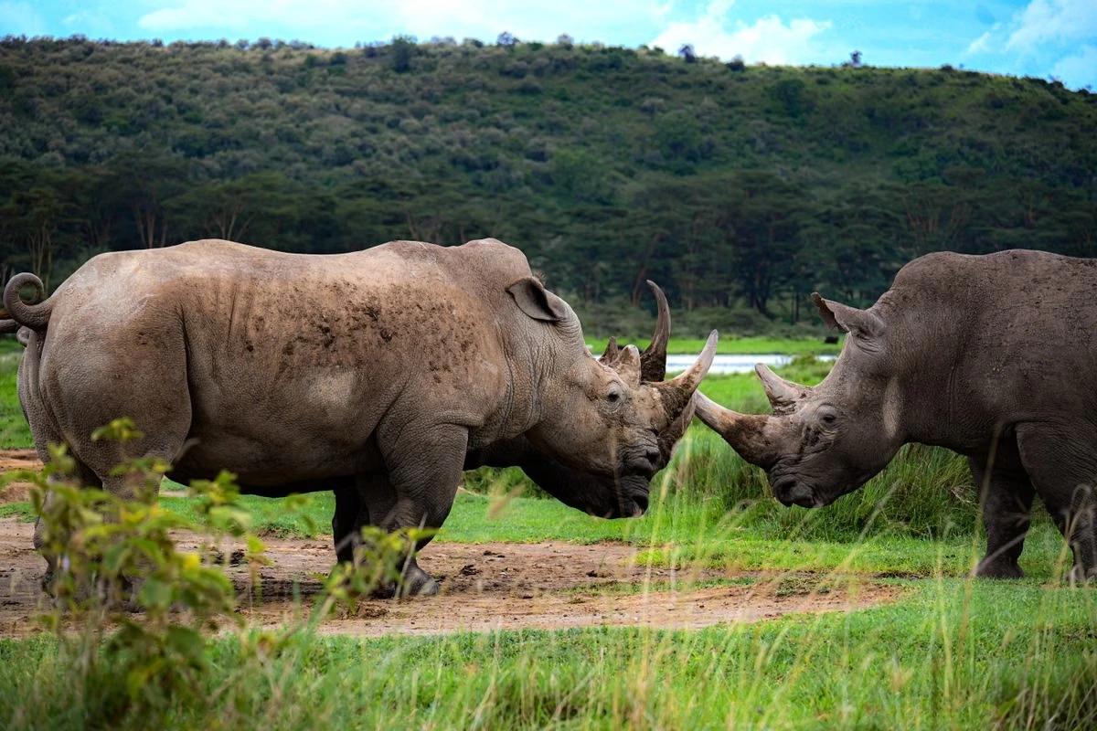 Lake Nakuru Rhino and Birdwatching Safari