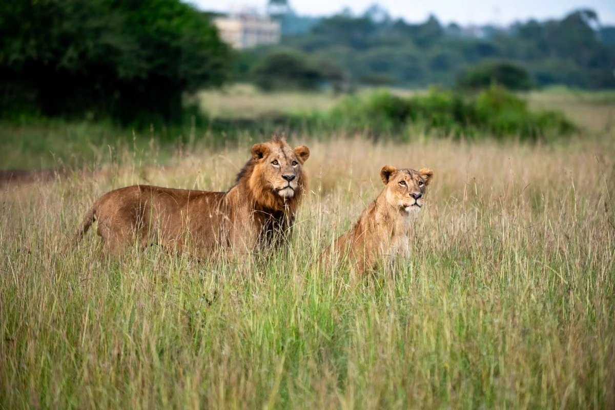Nairobi National Park wildlife viewing imgi 148 free photo of lions in grass