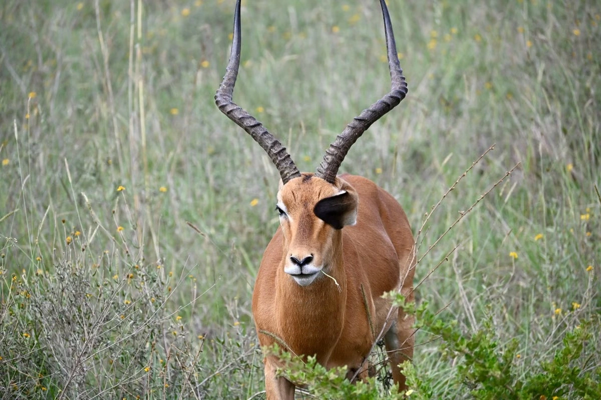 Nairobi National Park wildlife viewing imgi 160 free photo of male african antelope in nairobi grasslands