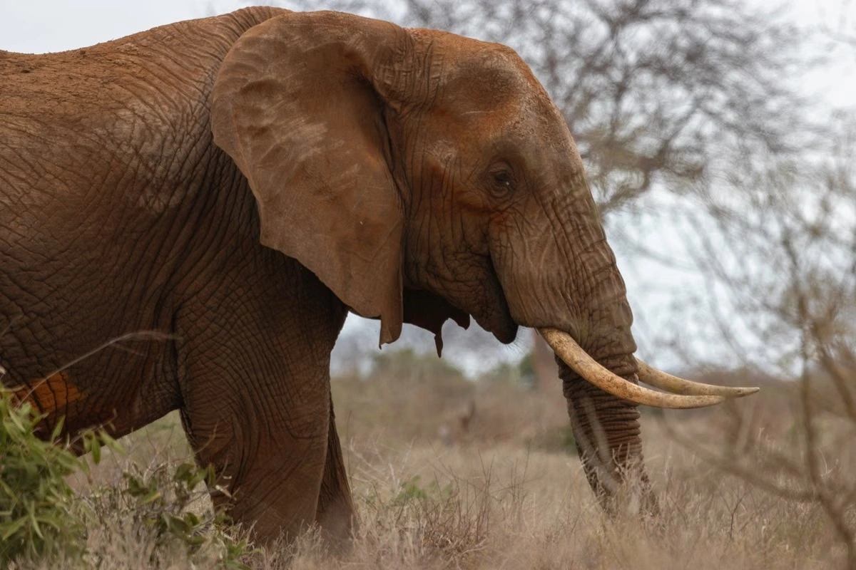Wildlife sighting at tsavo west national park imgi 169 pexels photo 5044032