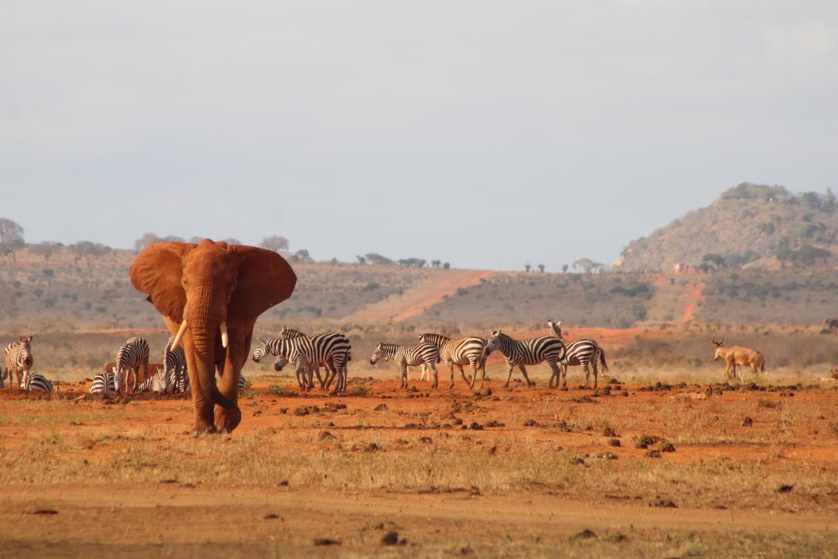 Tsavo West National Park