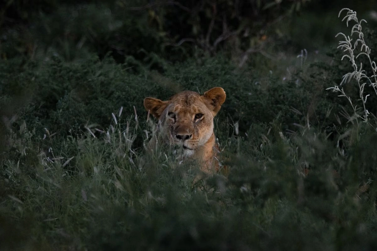 Wildlife sighting at tsavo west national park imgi 115 pexels photo 6318163