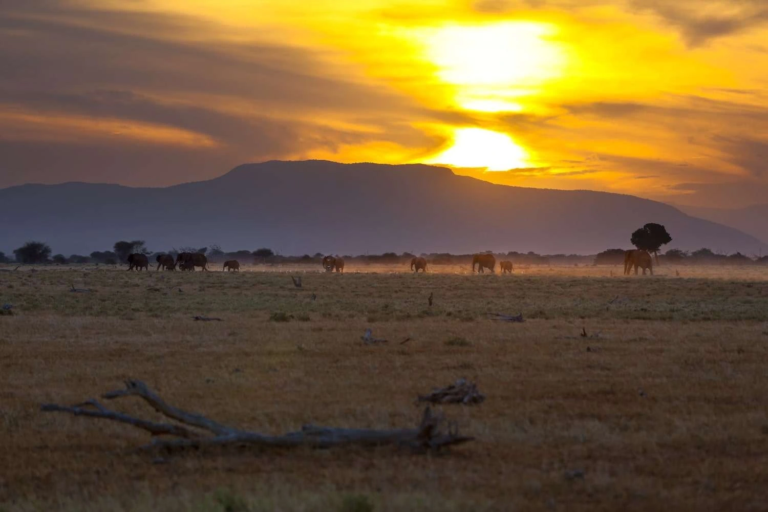 11 Days Amboseli, Tsavo and Diani Beach Safari
