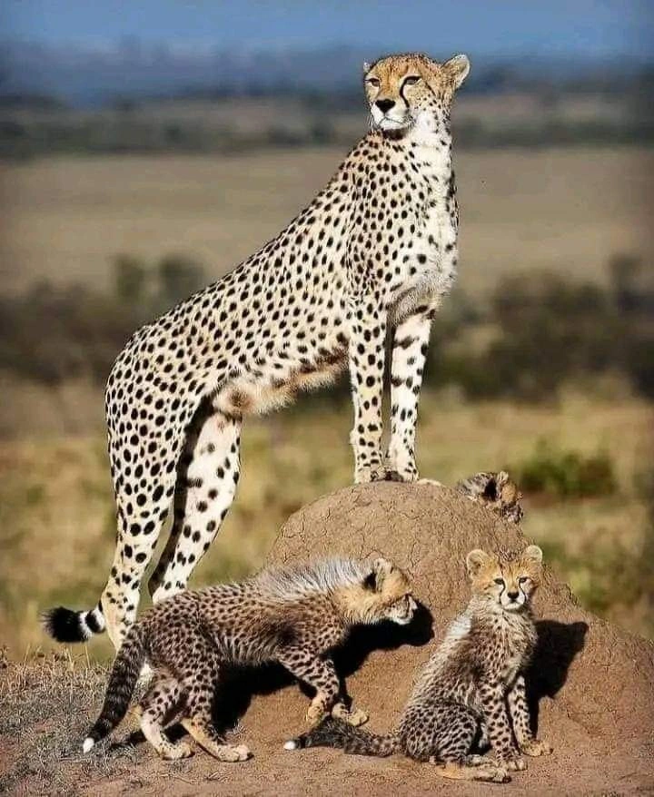 Discover Kenya with GoPatooh Adventure and Safaris
