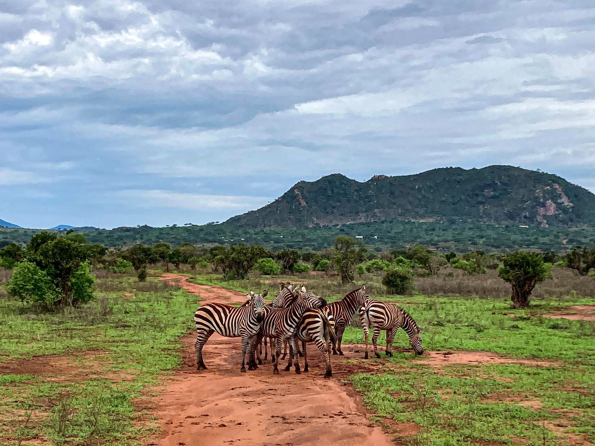 Wildlife sighting at Tsavo East National Park imgi 194 tsavo east safari 33