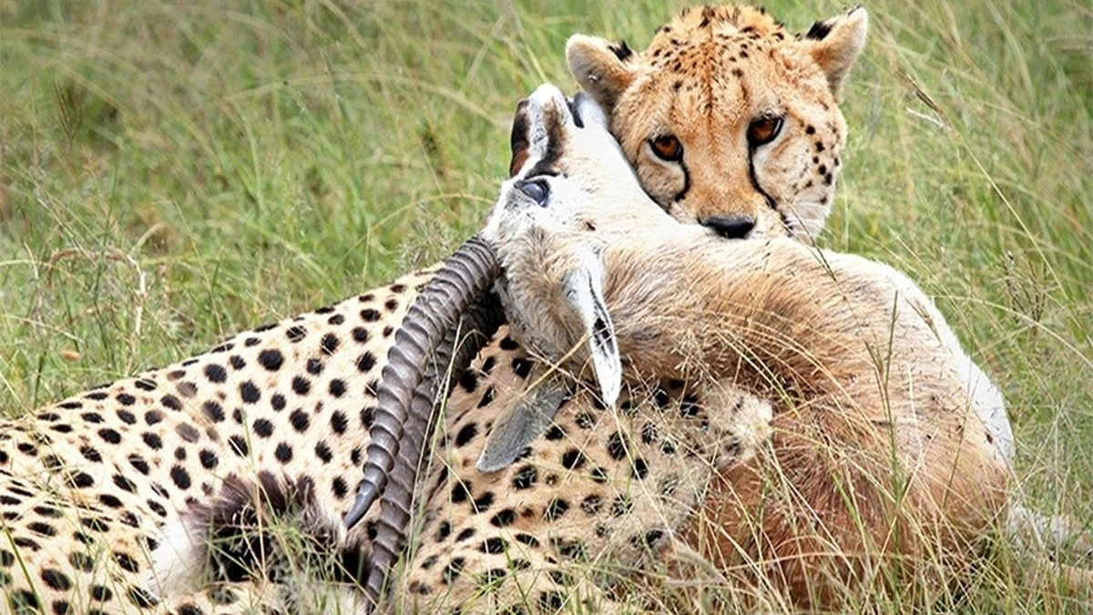 10 Days Masai Mara, Amboseli, Tsavo East and Diani Safari