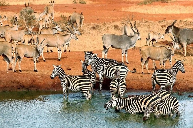 Wildlife sighting at Tsavo East National Park imgi 183 6f