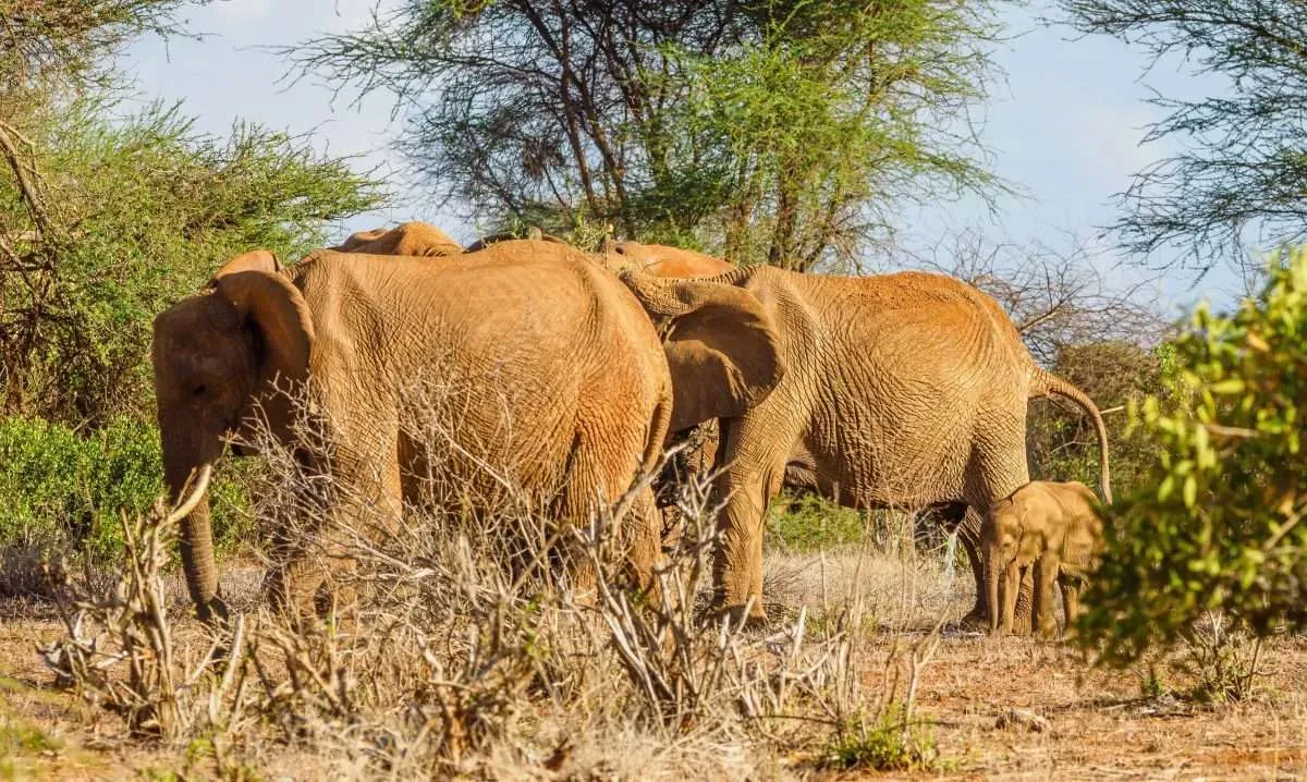 Wildlife sighting at Tsavo East National Park imgi 182 elephants at tsavo east national park kenya 1775647246
