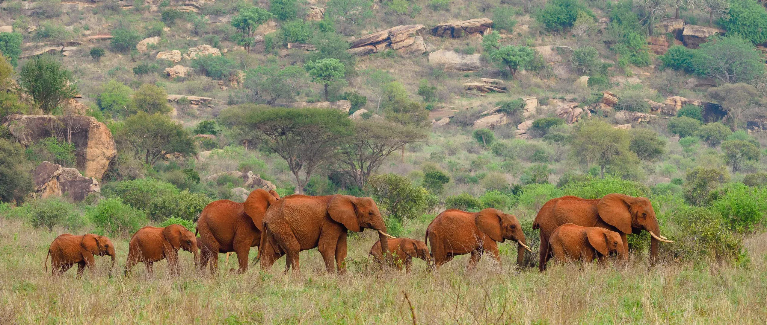 Wildlife sighting at Tsavo East National Park imgi 162 Red Elephants at Tsavo West National Park scaled.jpg