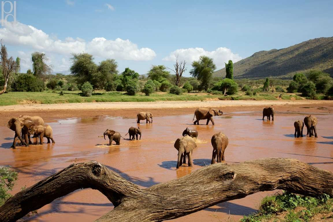 Wildlife sighting at shaba national reserve Elephants Ewaso Nyiro Samburu Shaba National Reserve