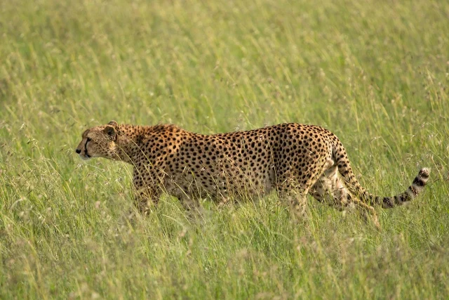 4 Days Masai Mara and Lake Nakuru Wildlife Safari